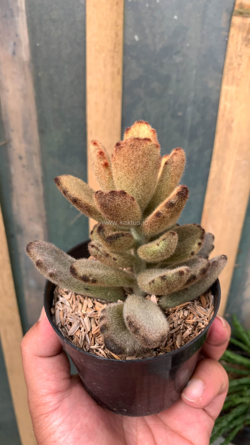 1023. Kalanchoe Teddy Bear - Image 21