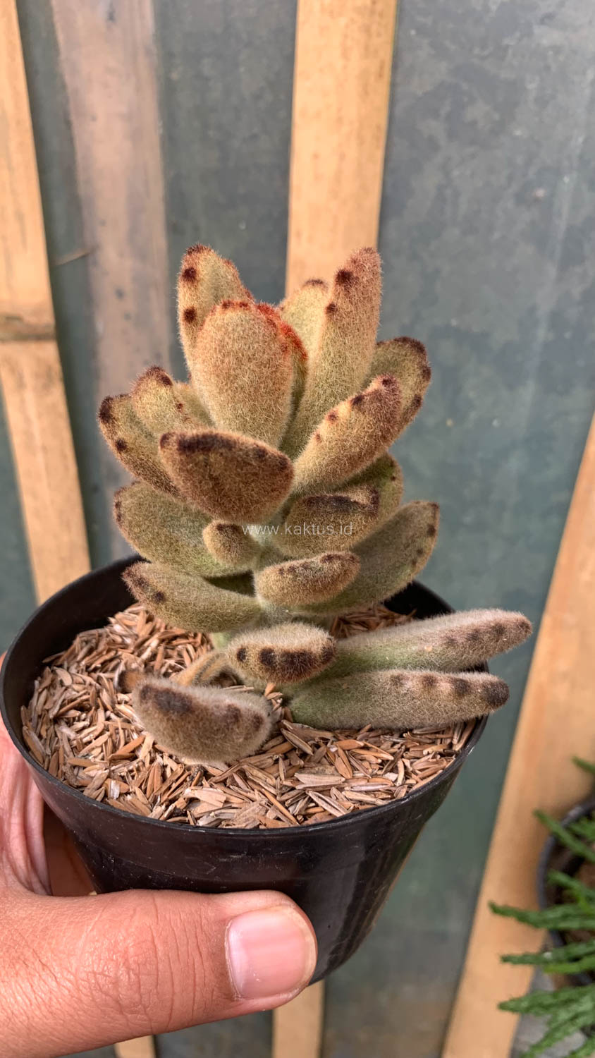 1023. Kalanchoe Teddy Bear - Image 5