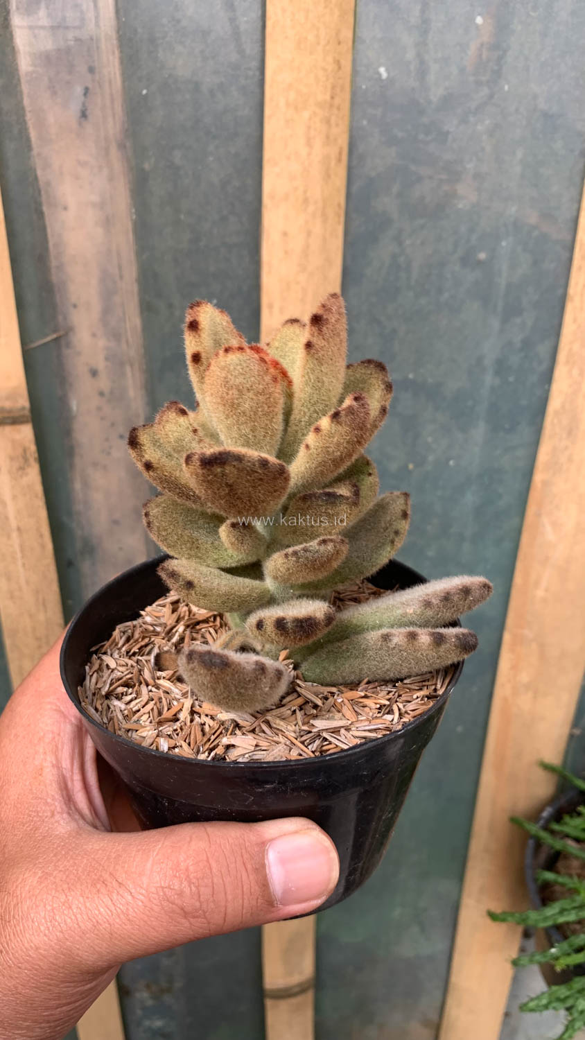 1023. Kalanchoe Teddy Bear - Image 6