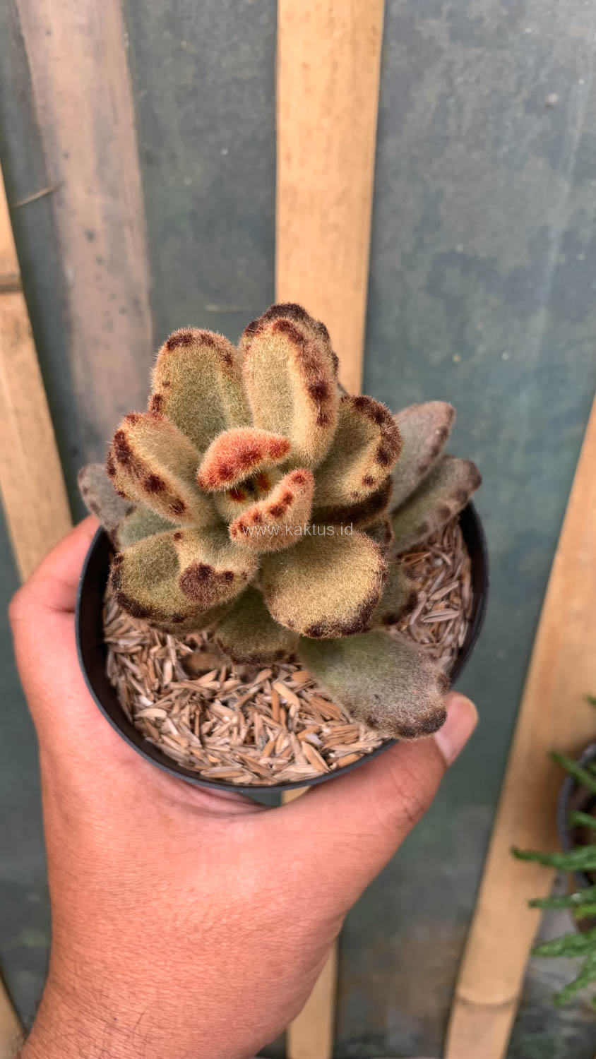 1023. Kalanchoe Teddy Bear - Image 8