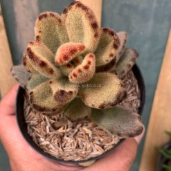 Alternative view of 1023. Kalanchoe Teddy Bear