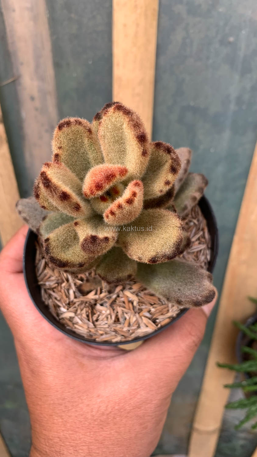 1023. Kalanchoe Teddy Bear - Image 2