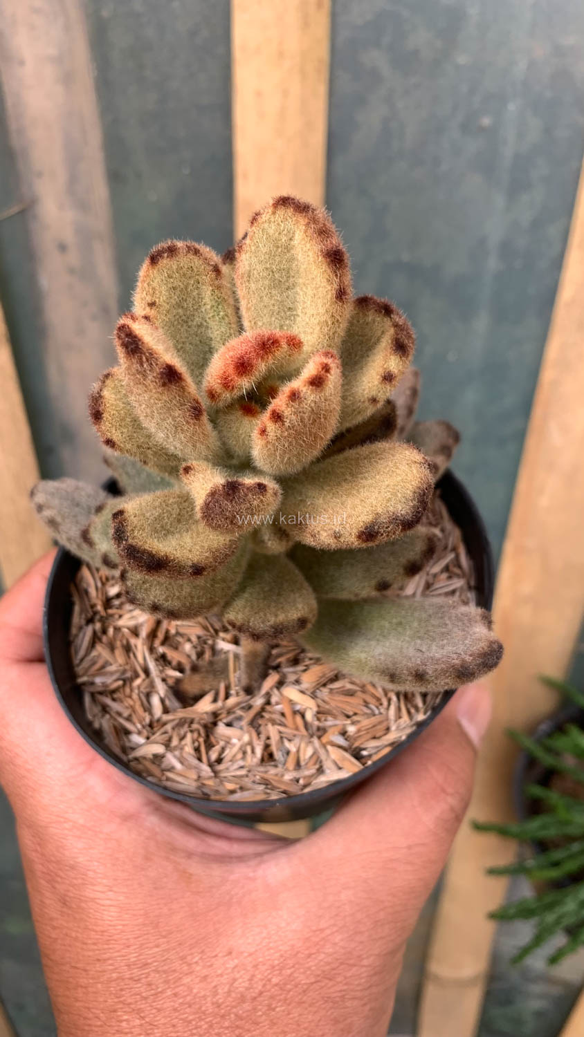 1023. Kalanchoe Teddy Bear - Image 9