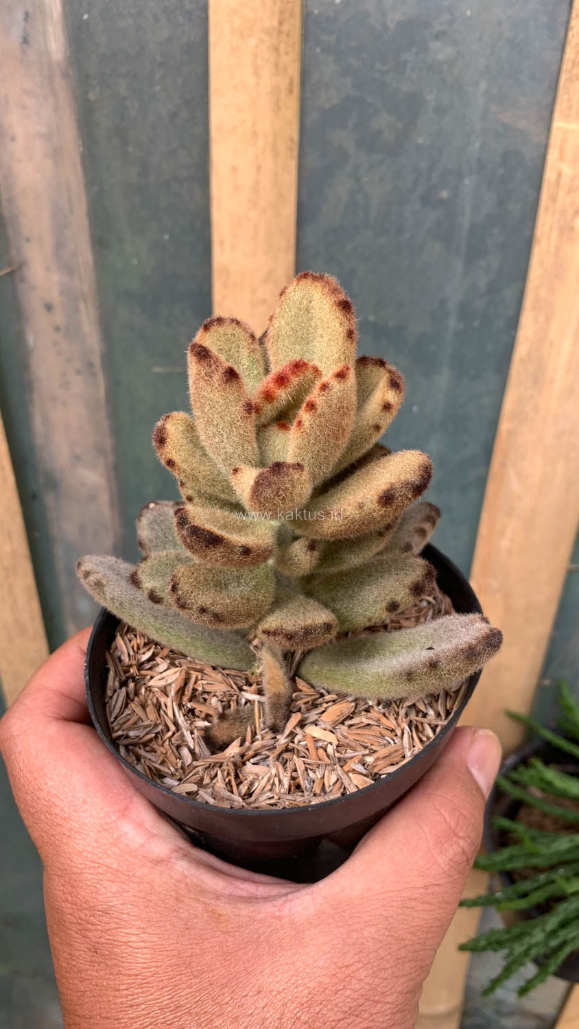 1023. Kalanchoe Teddy Bear - Image 10