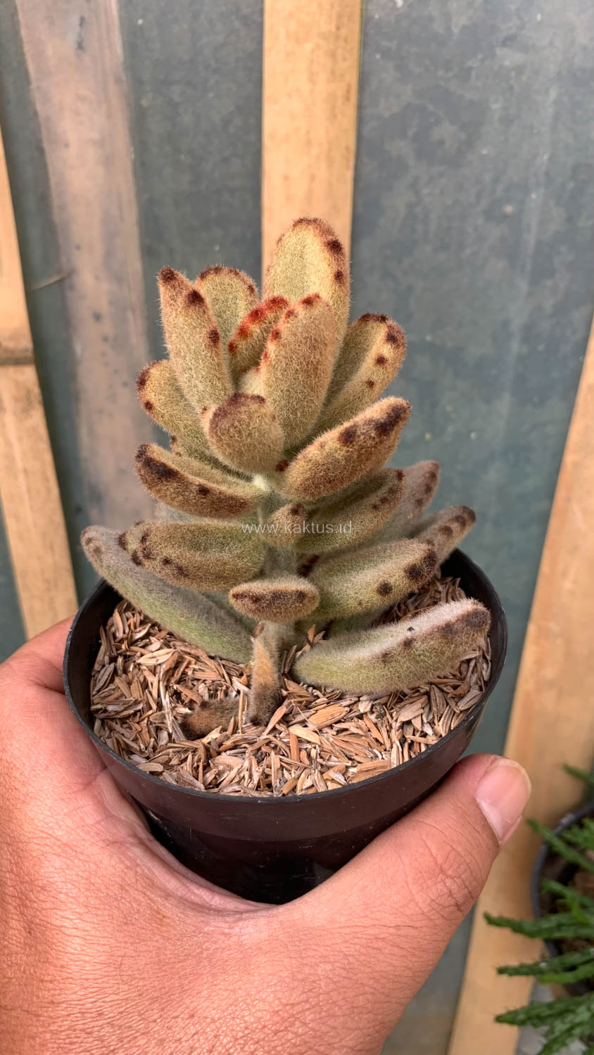 1023. Kalanchoe Teddy Bear - Image 3