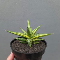 Alternative view of 1024. Sansevieria Balii Variegated