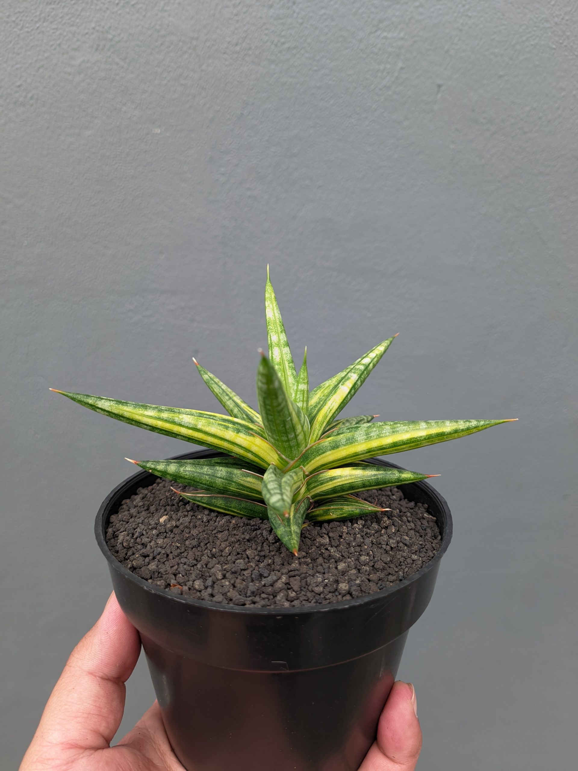 1024. Sansevieria Balii Variegated - Image 2