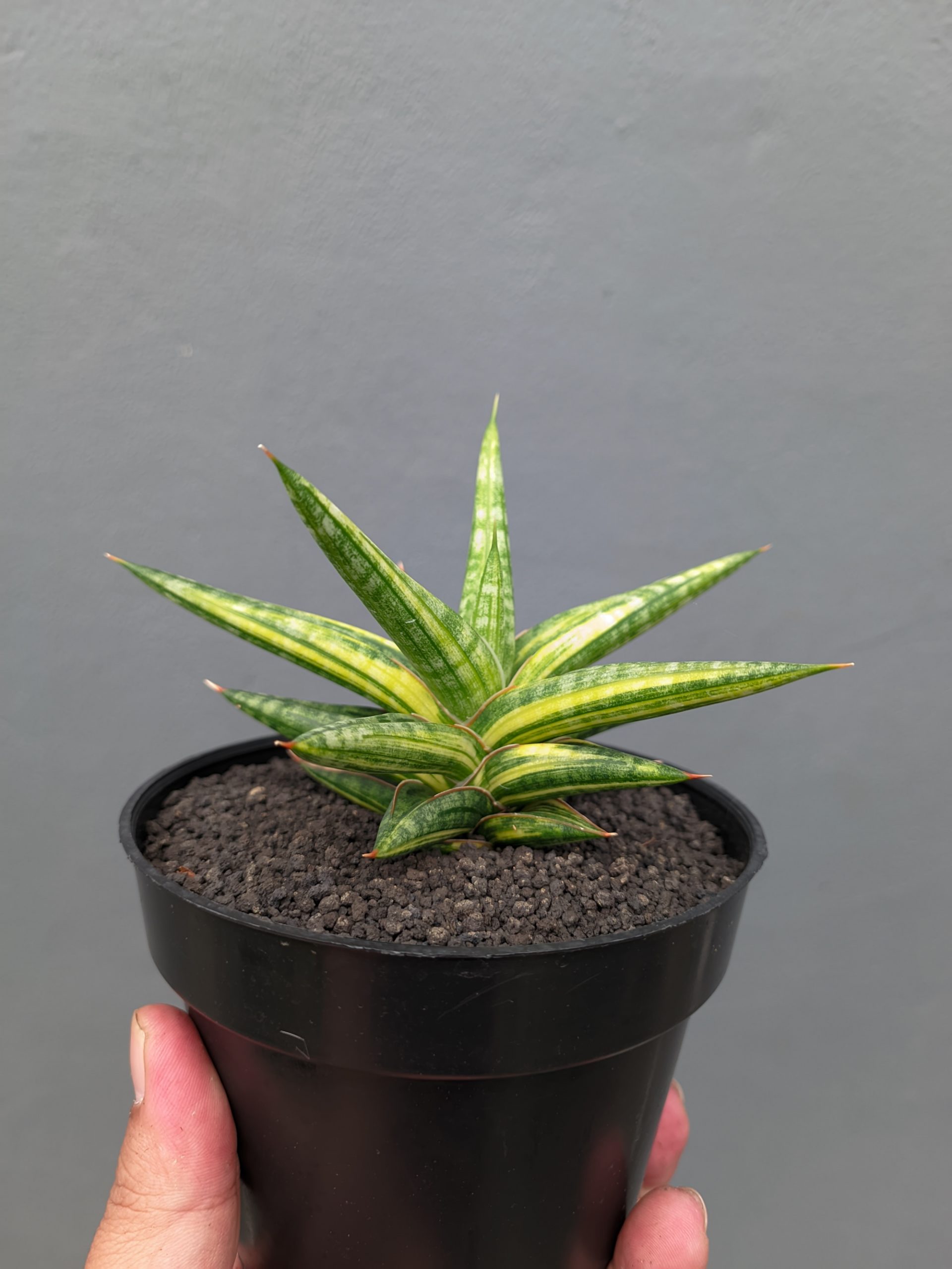 1024. Sansevieria Balii Variegated - Image 3