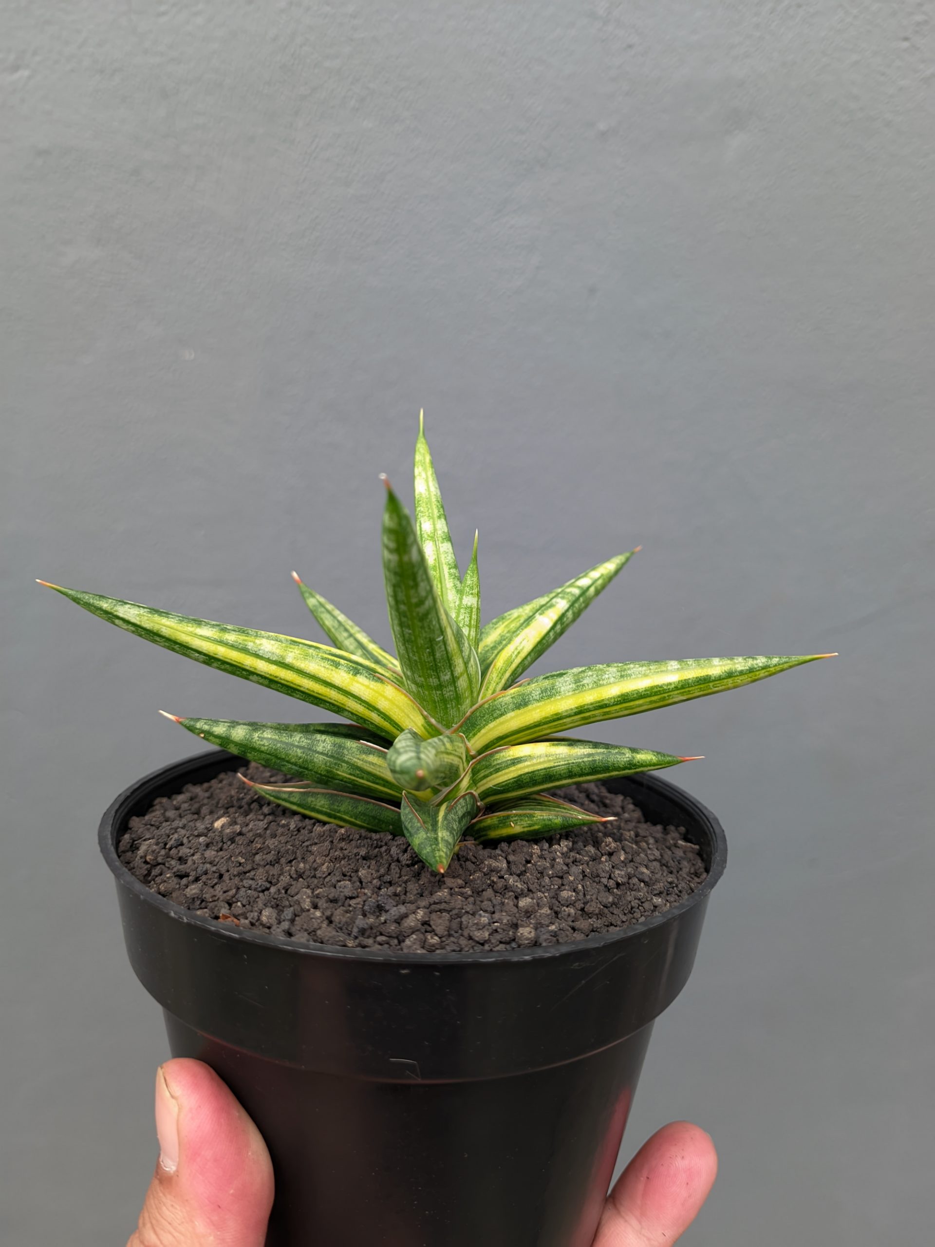 1024. Sansevieria Balii Variegated - Image 4