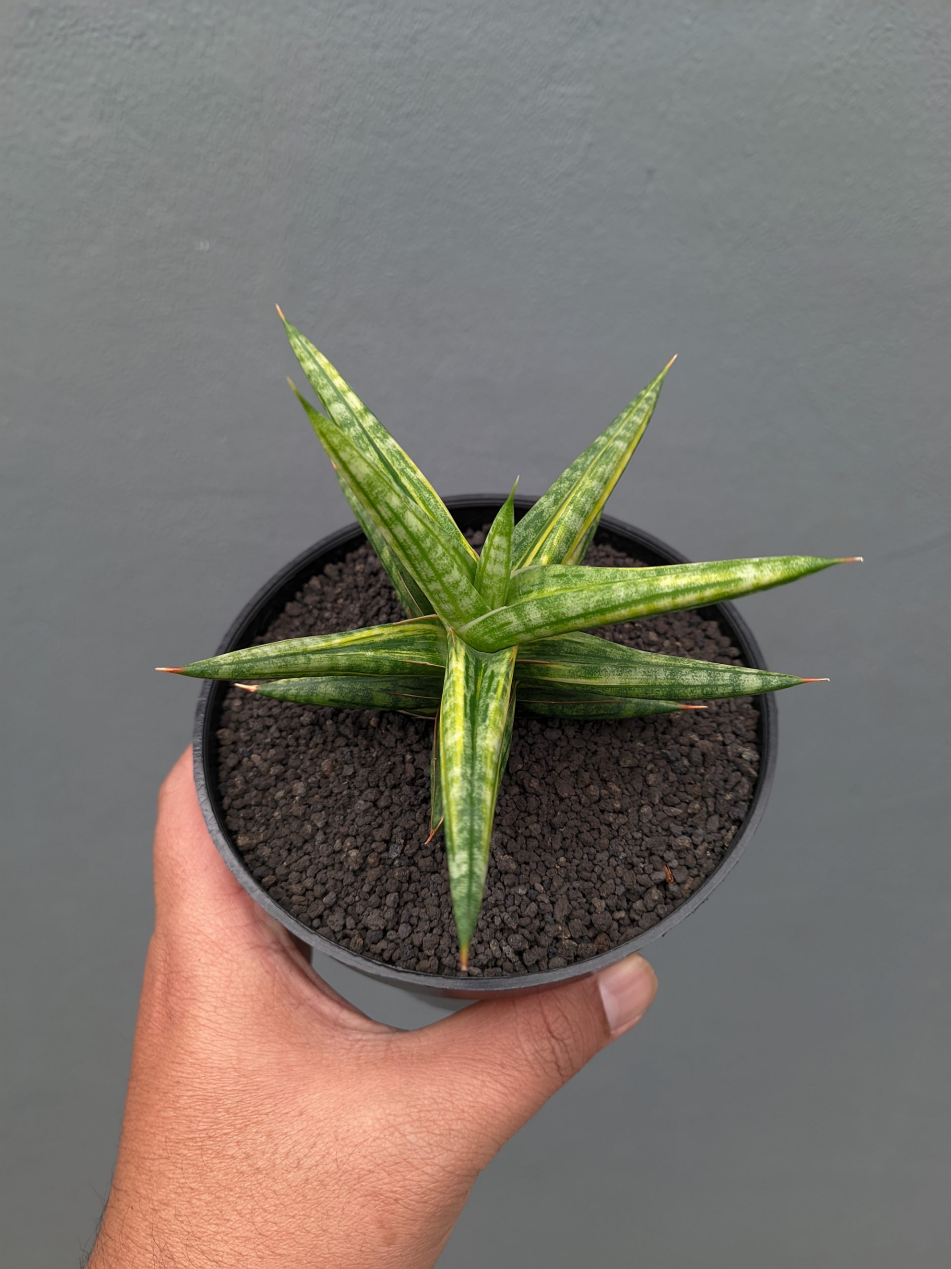 1024. Sansevieria Balii Variegated - Image 5