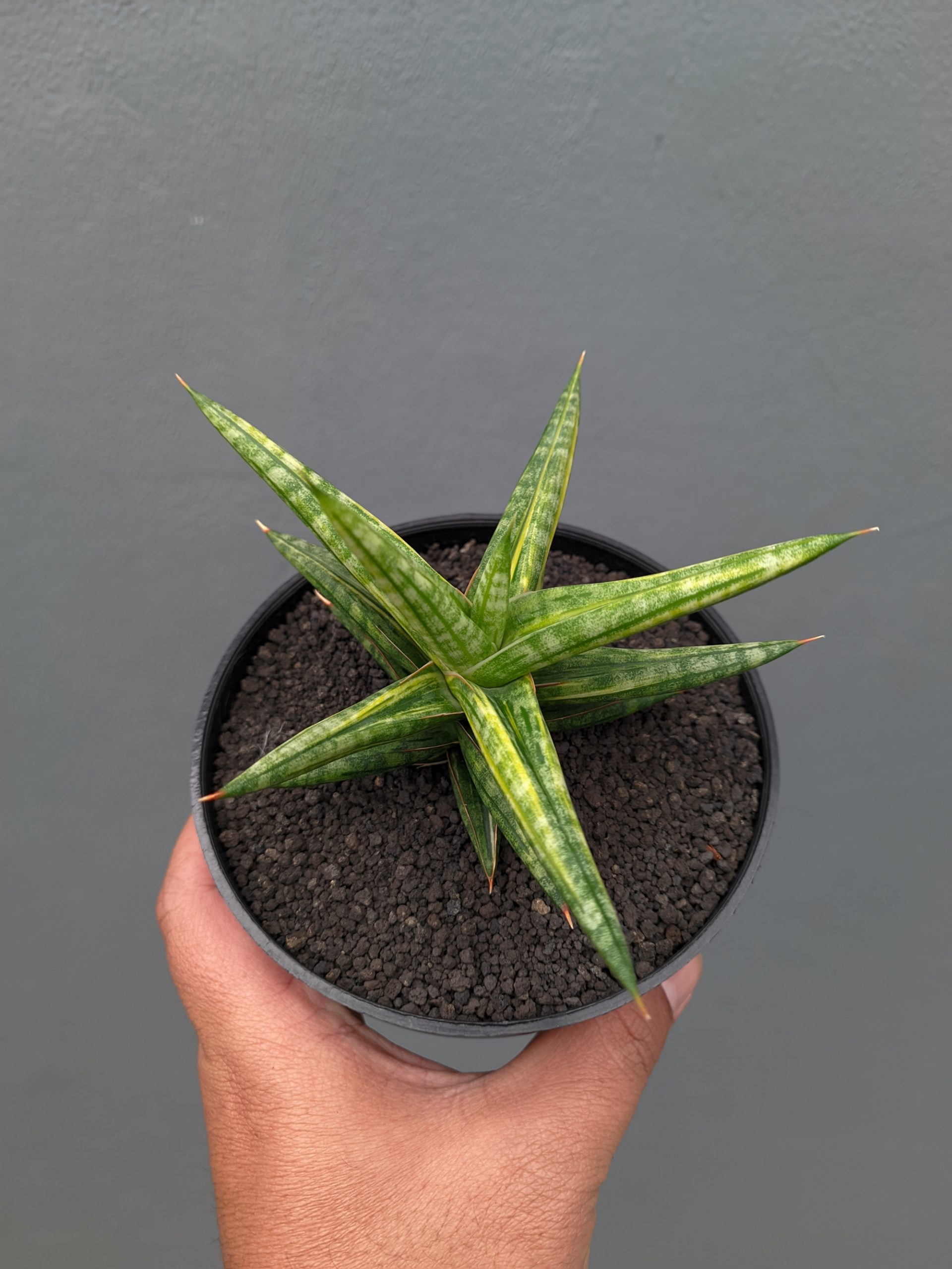 1024. Sansevieria Balii Variegated - Image 7