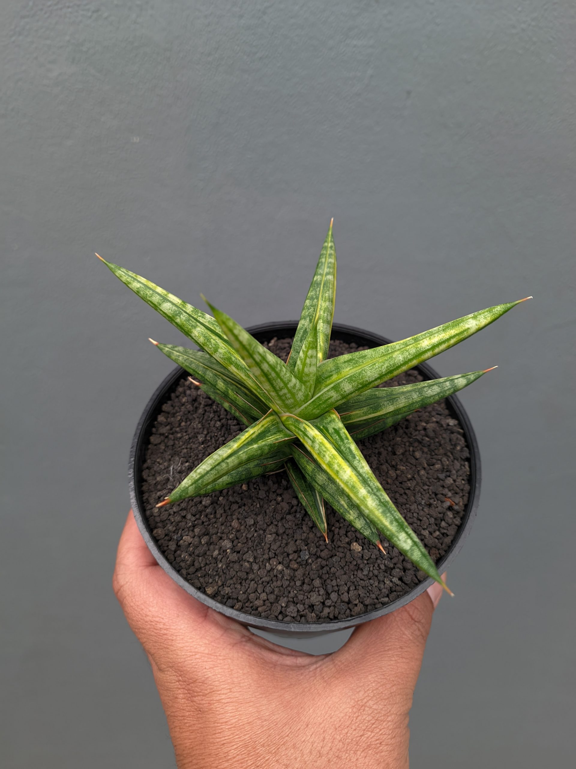 1024. Sansevieria Balii Variegated - Image 8