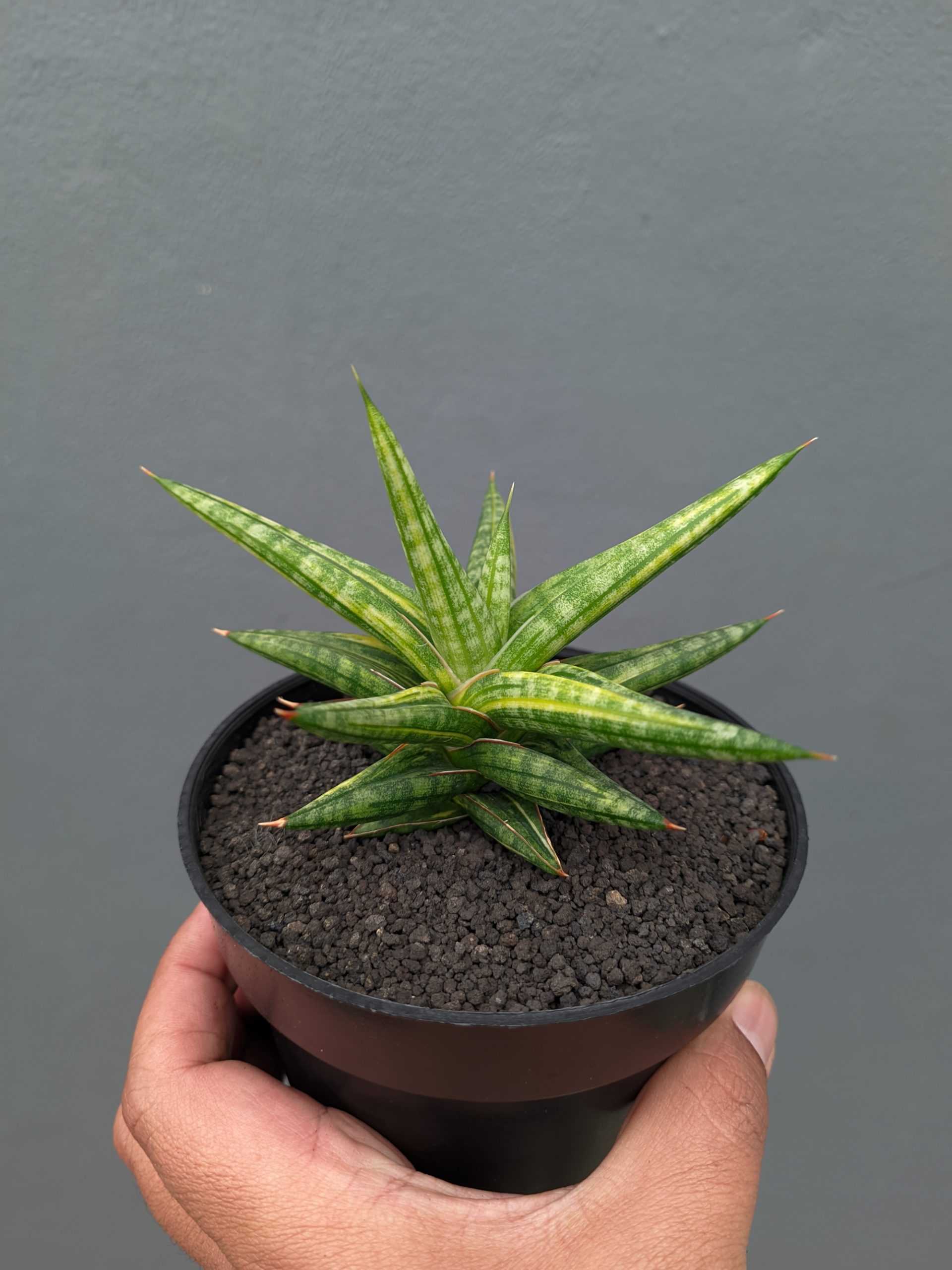 1024. Sansevieria Balii Variegated - Image 9