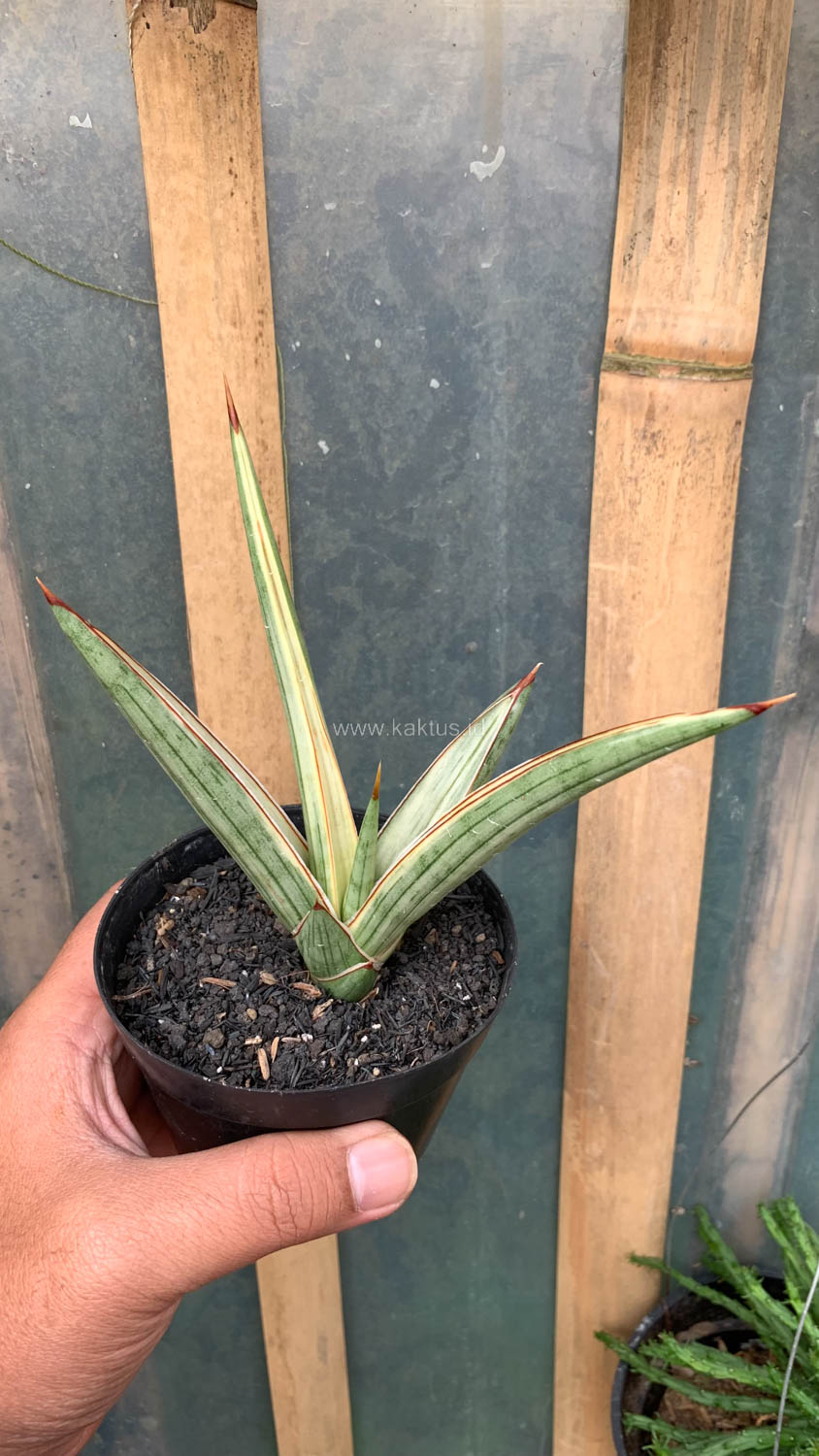 1025. Sansevieria Royal Crown - Image 9