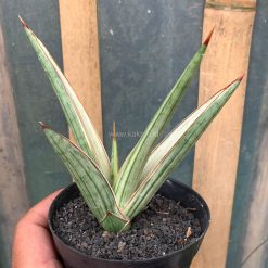 Alternative view of 1025. Sansevieria Royal Crown