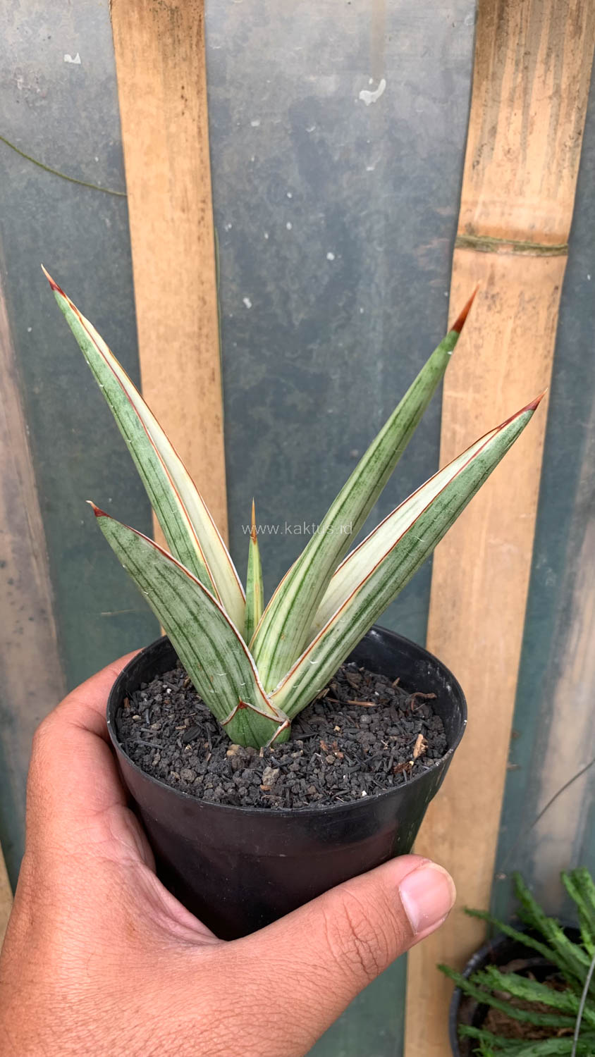1025. Sansevieria Royal Crown - Image 2