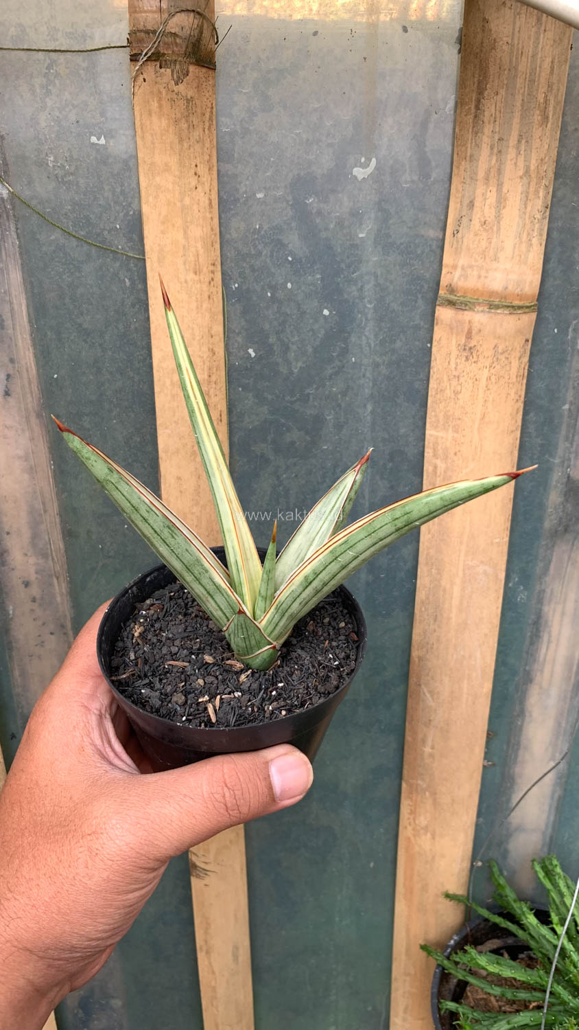 1025. Sansevieria Royal Crown - Image 8