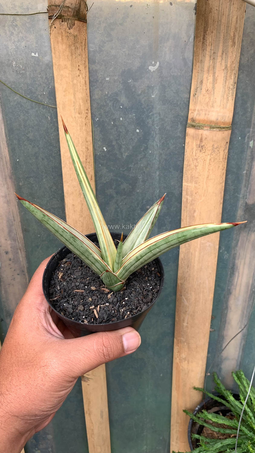 1025. Sansevieria Royal Crown - Image 7