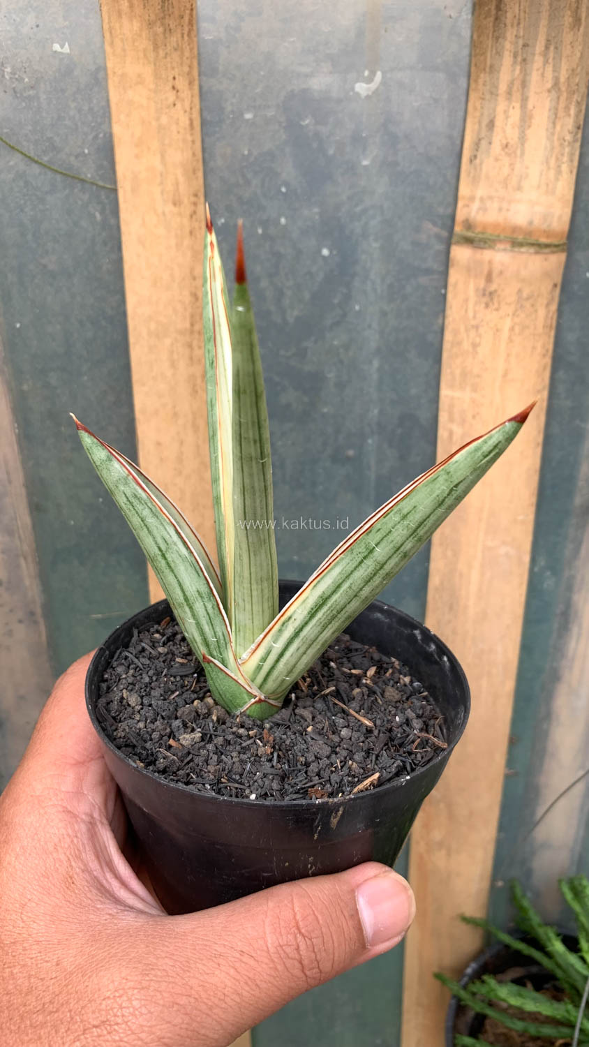 1025. Sansevieria Royal Crown - Image 6