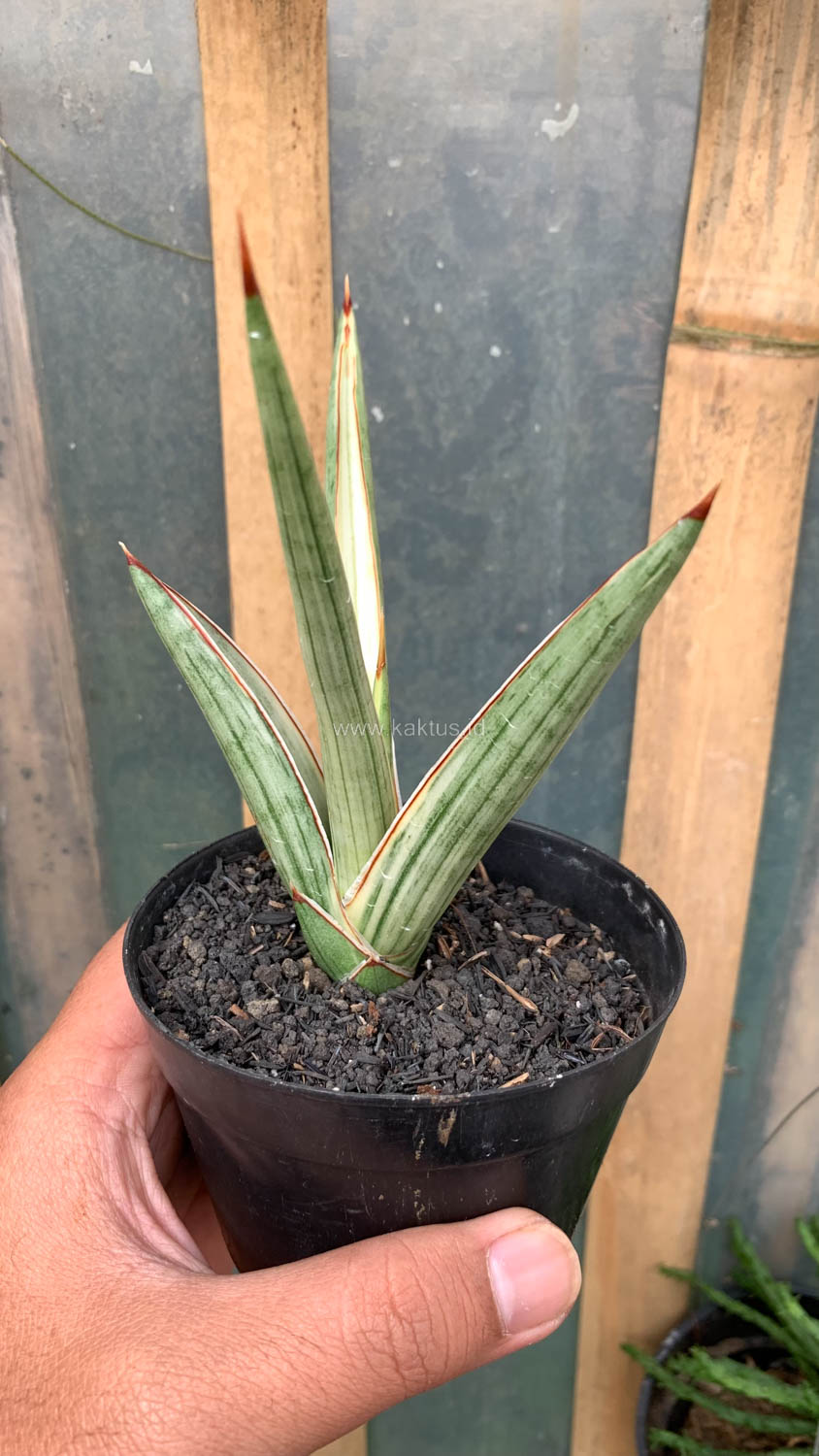 1025. Sansevieria Royal Crown - Image 5