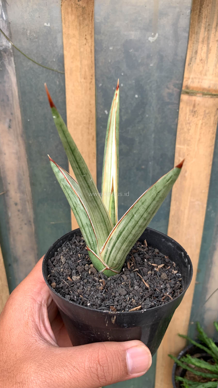 1025. Sansevieria Royal Crown - Image 4