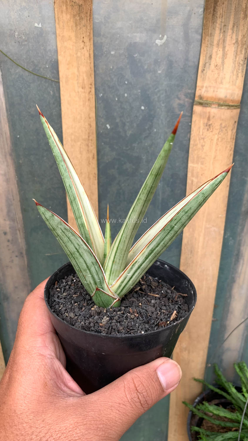 1025. Sansevieria Royal Crown - Image 3