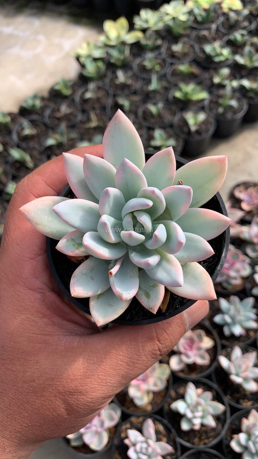 1026. Pachyveria Symonoasa Variegated - Image 6