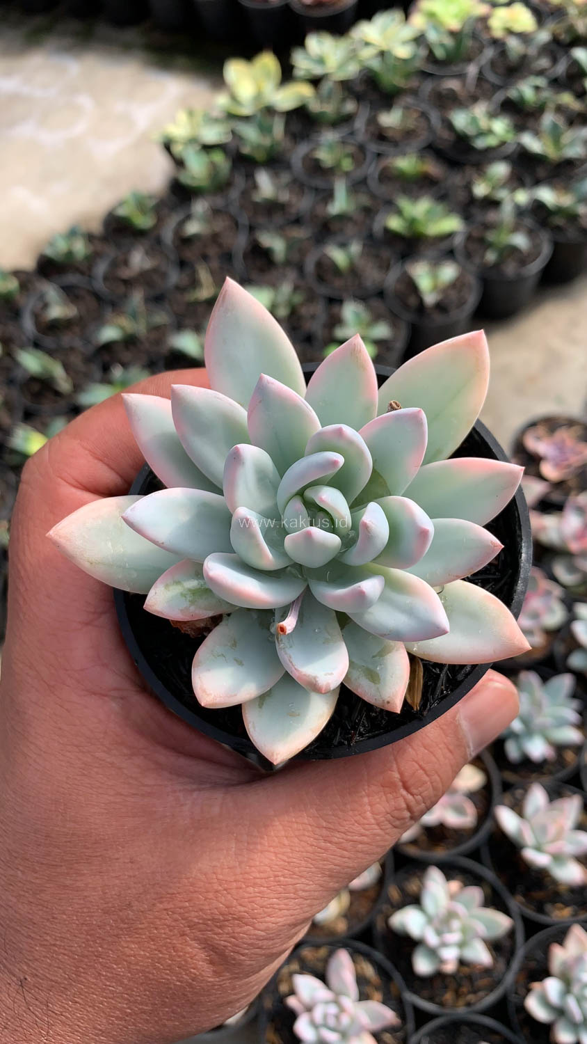1026. Pachyveria Symonoasa Variegated - Image 7