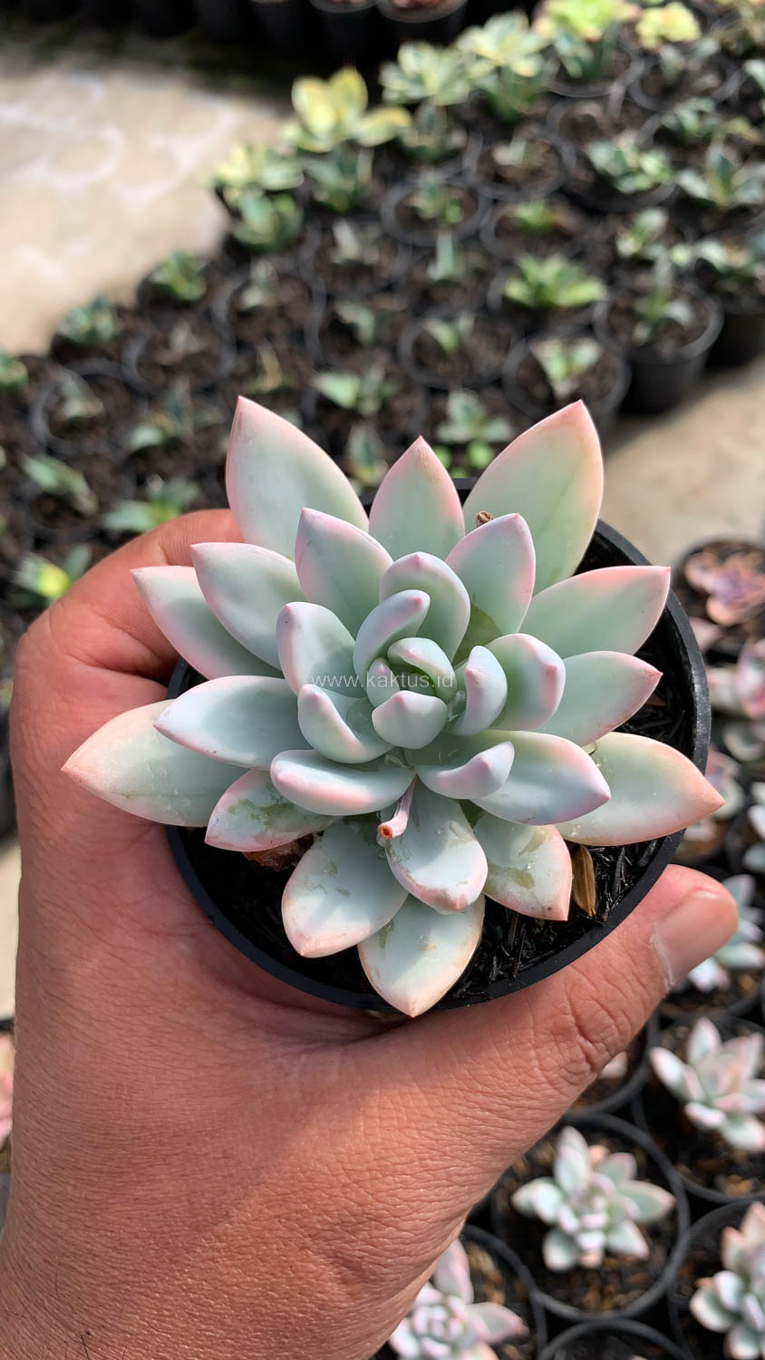 1026. Pachyveria Symonoasa Variegated - Image 9
