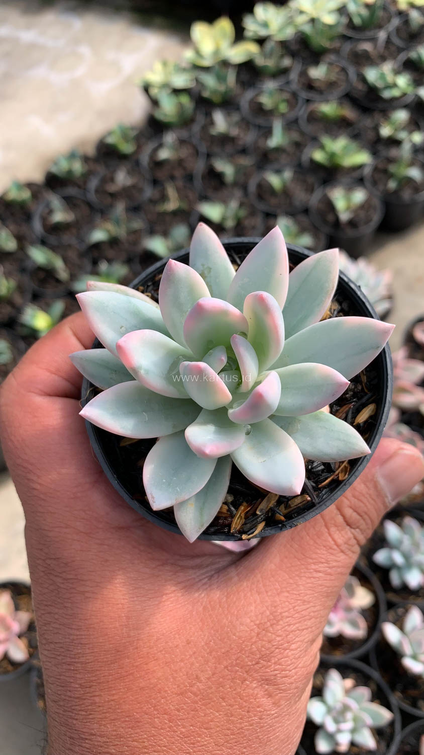 1026. Pachyveria Symonoasa Variegated - Image 5
