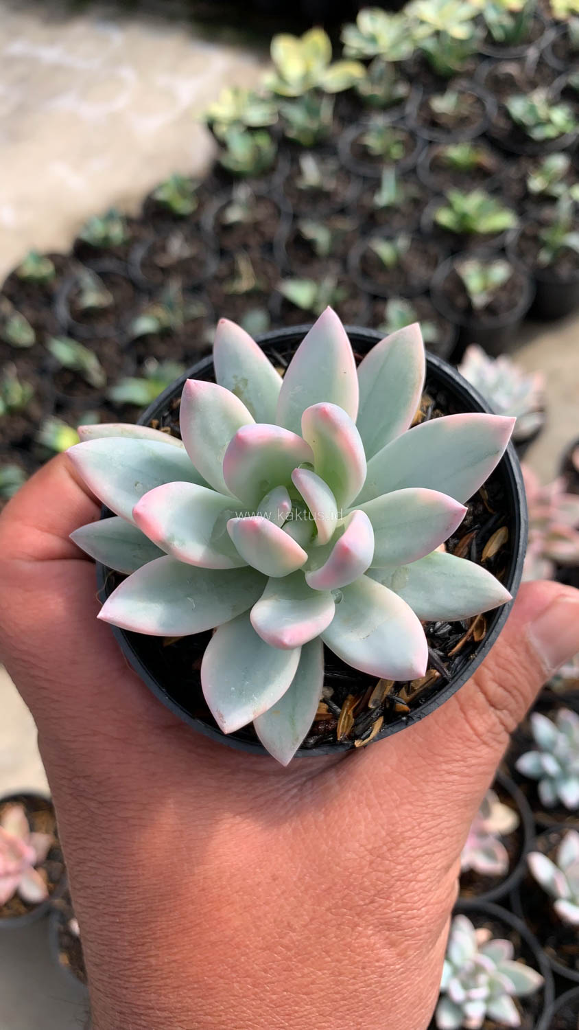 1026. Pachyveria Symonoasa Variegated - Image 4