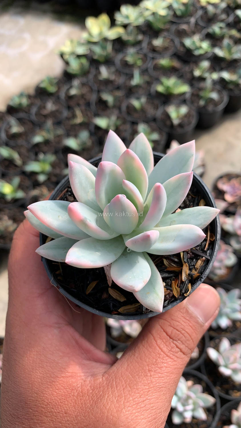 1026. Pachyveria Symonoasa Variegated - Image 3