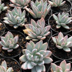 Alternative view of 1026. Pachyveria Symonoasa Variegated