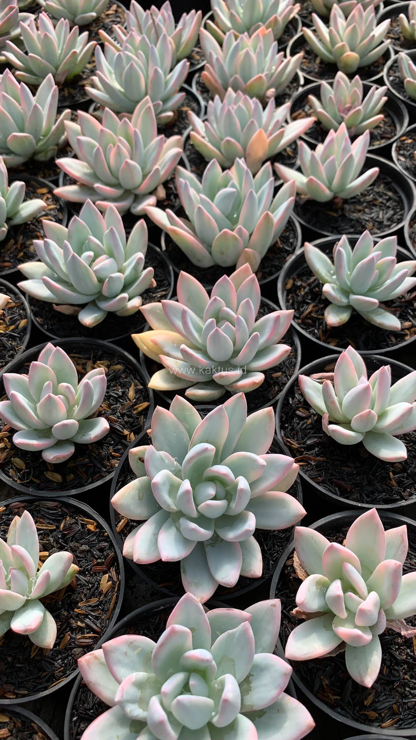 1026. Pachyveria Symonoasa Variegated - Image 2