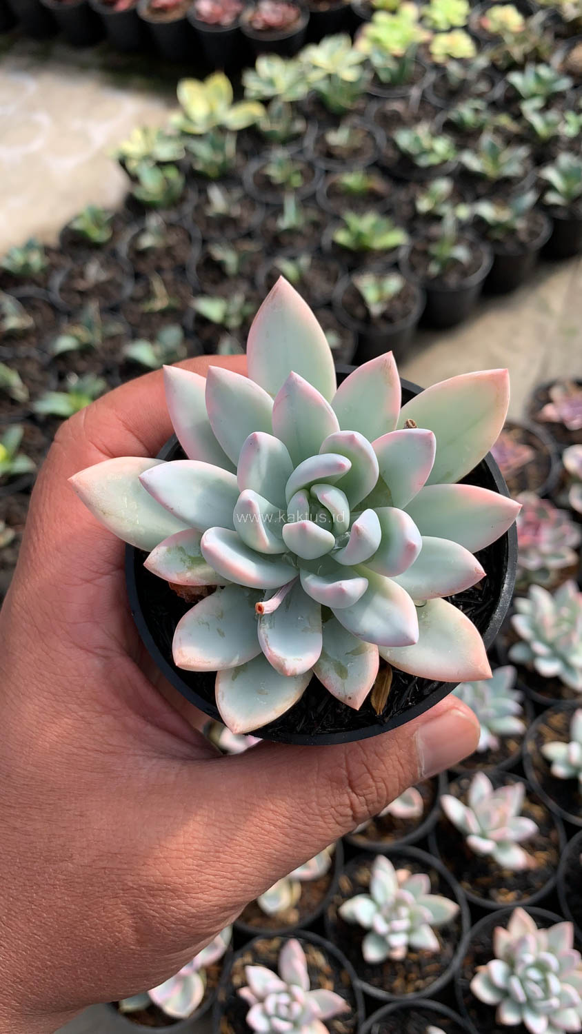 1026. Pachyveria Symonoasa Variegated - Image 8