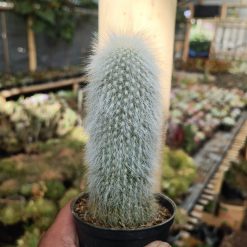 1027. Cephalocereus Senilis 'Old Man Cactus'