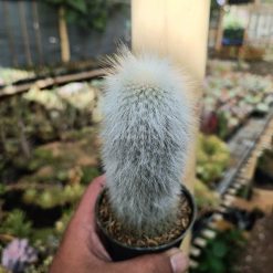 Alternative view of 1027. Cephalocereus Senilis 'Old Man Cactus'