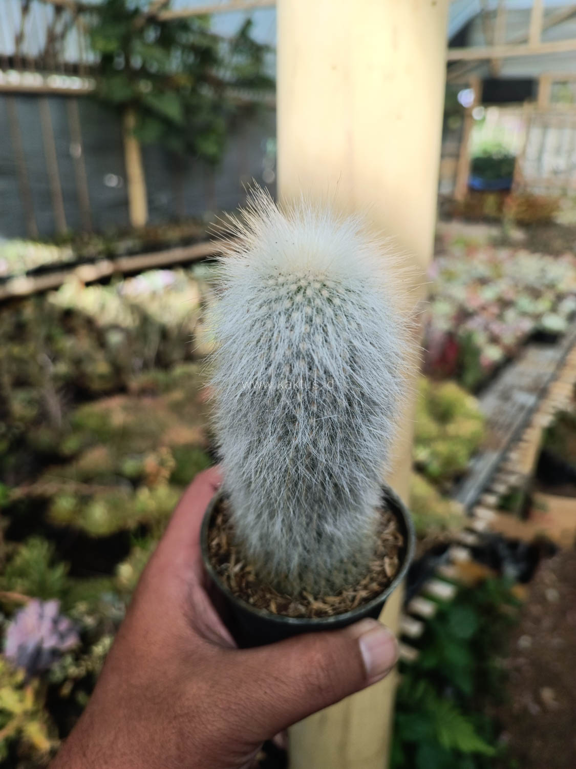1027. Cephalocereus Senilis 'Old Man Cactus' - Image 2