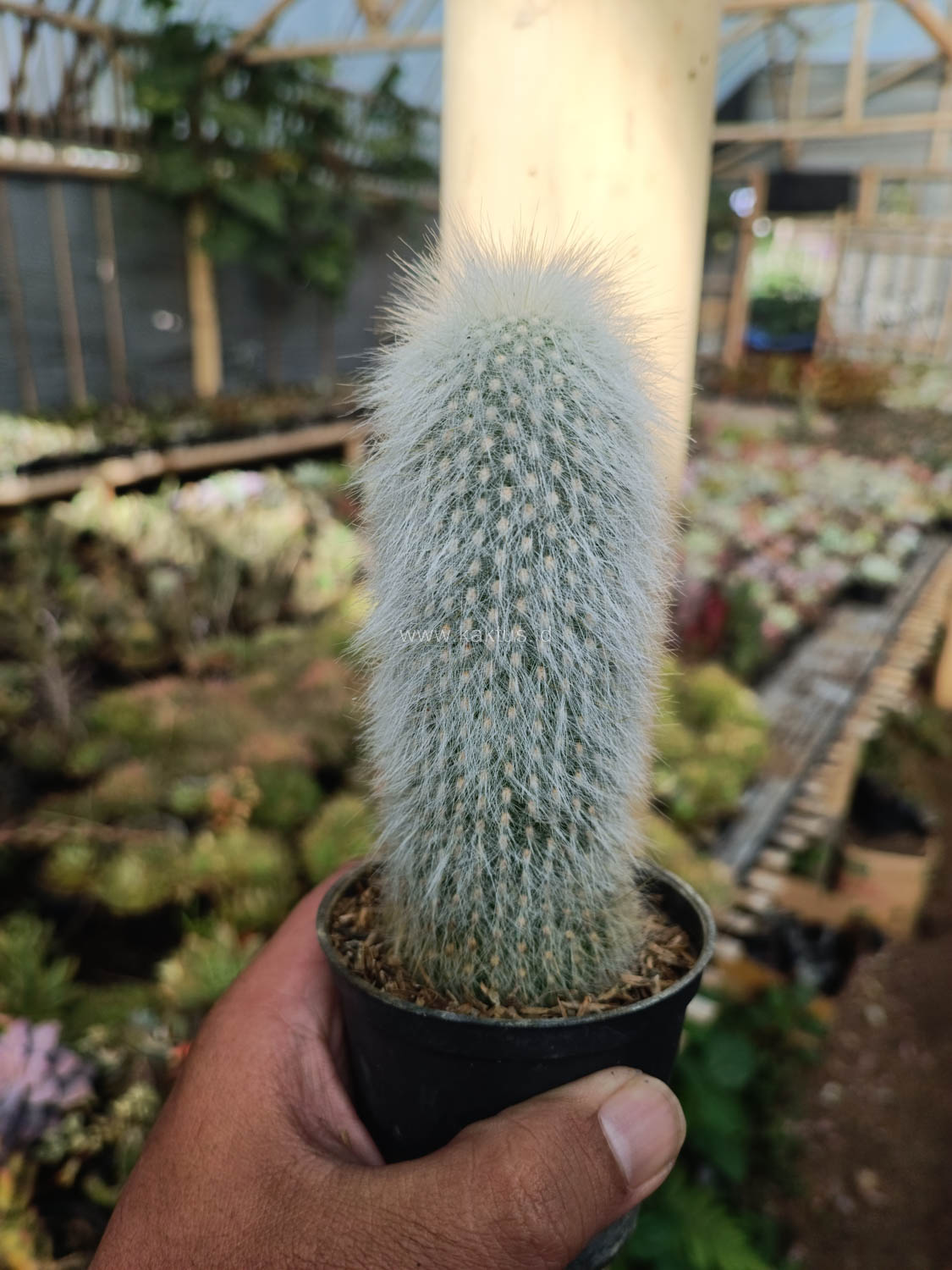 1027. Cephalocereus Senilis 'Old Man Cactus' - Image 4