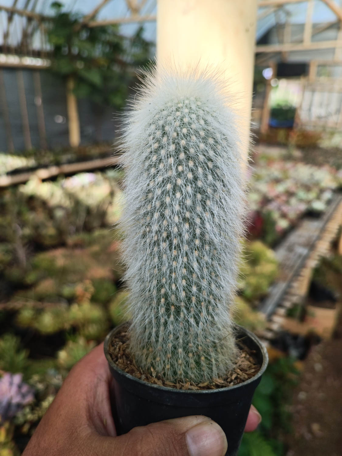 1027. Cephalocereus Senilis 'Old Man Cactus' - Image 5