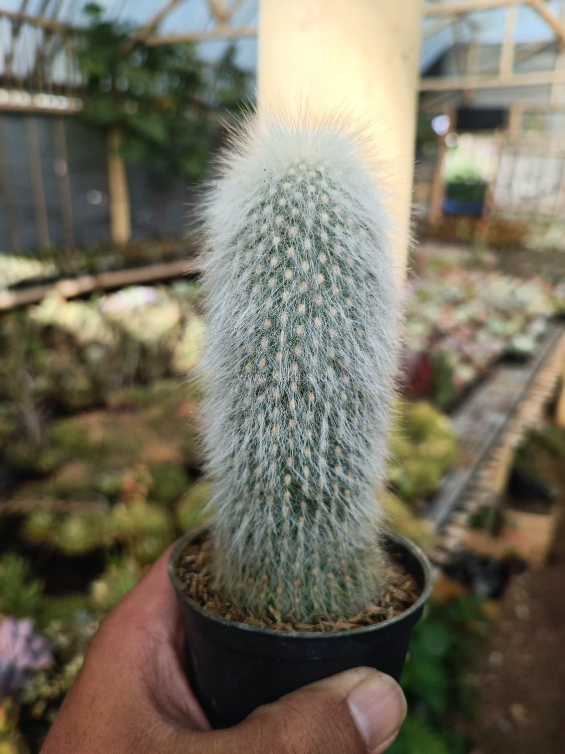 1027. Cephalocereus Senilis 'Old Man Cactus' - Image 6