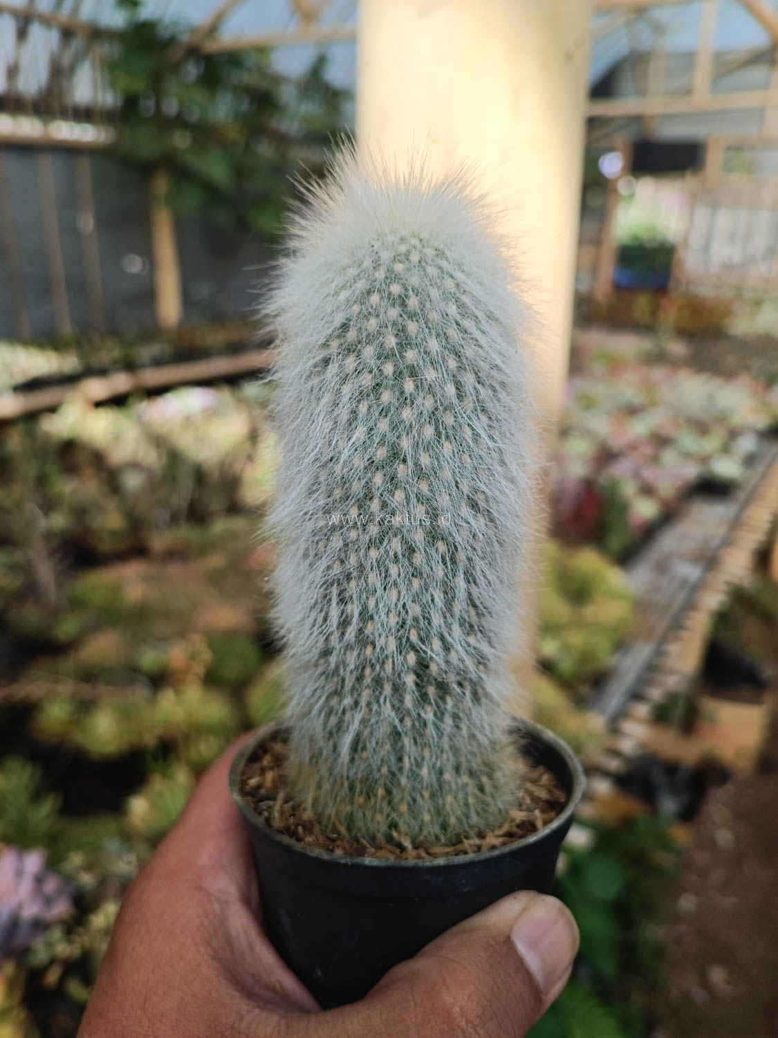 1027. Cephalocereus Senilis 'Old Man Cactus' - Image 7
