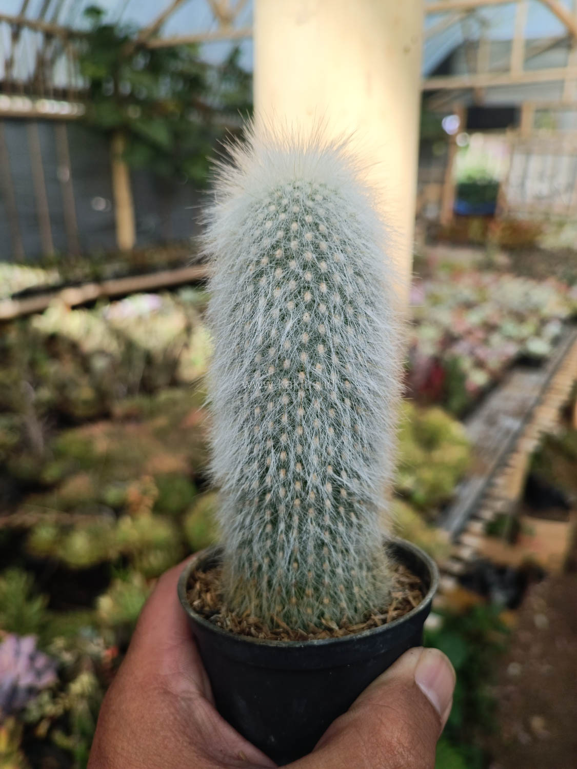 1027. Cephalocereus Senilis 'Old Man Cactus' - Image 8