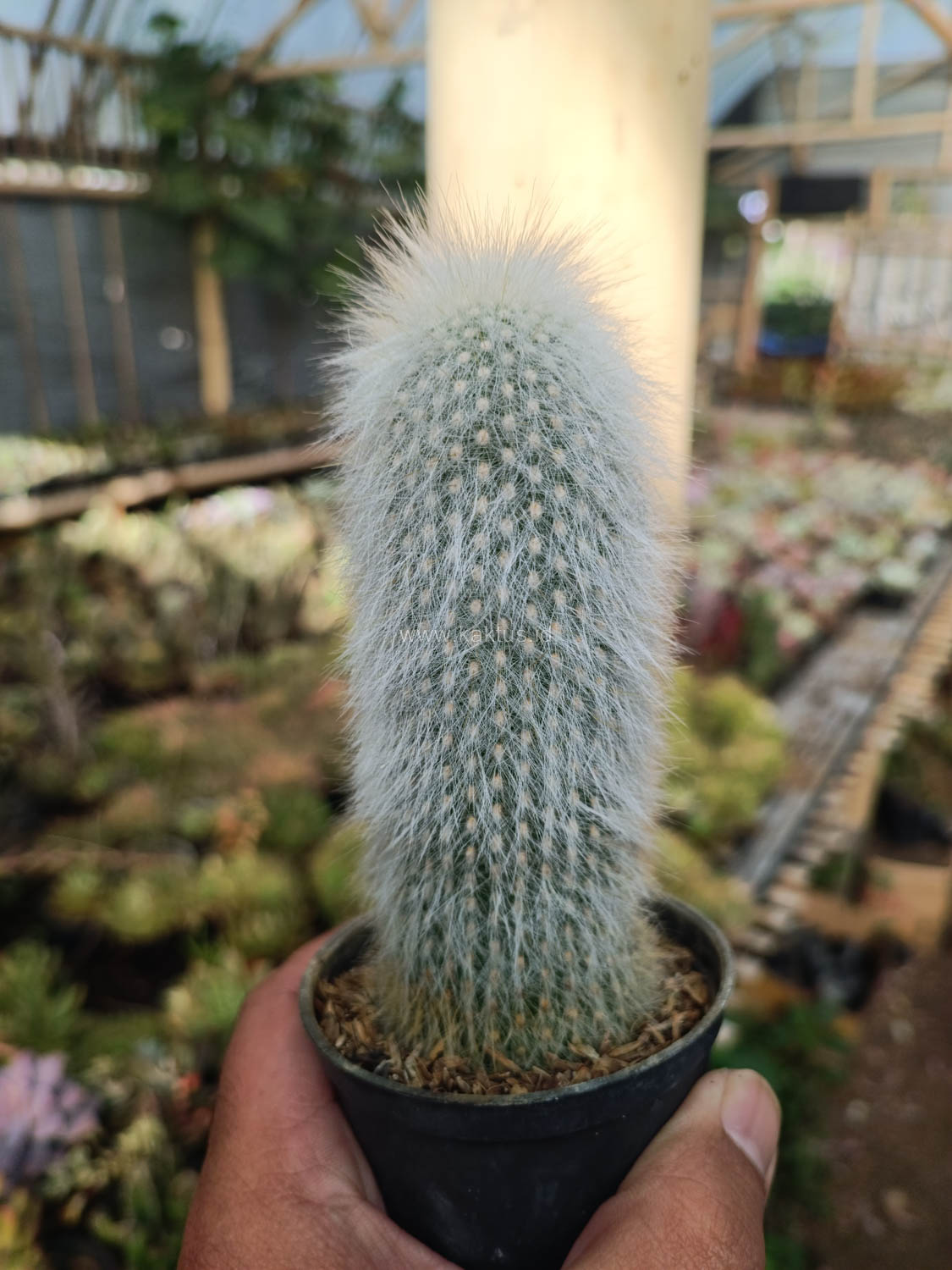 1027. Cephalocereus Senilis 'Old Man Cactus' - Image 9