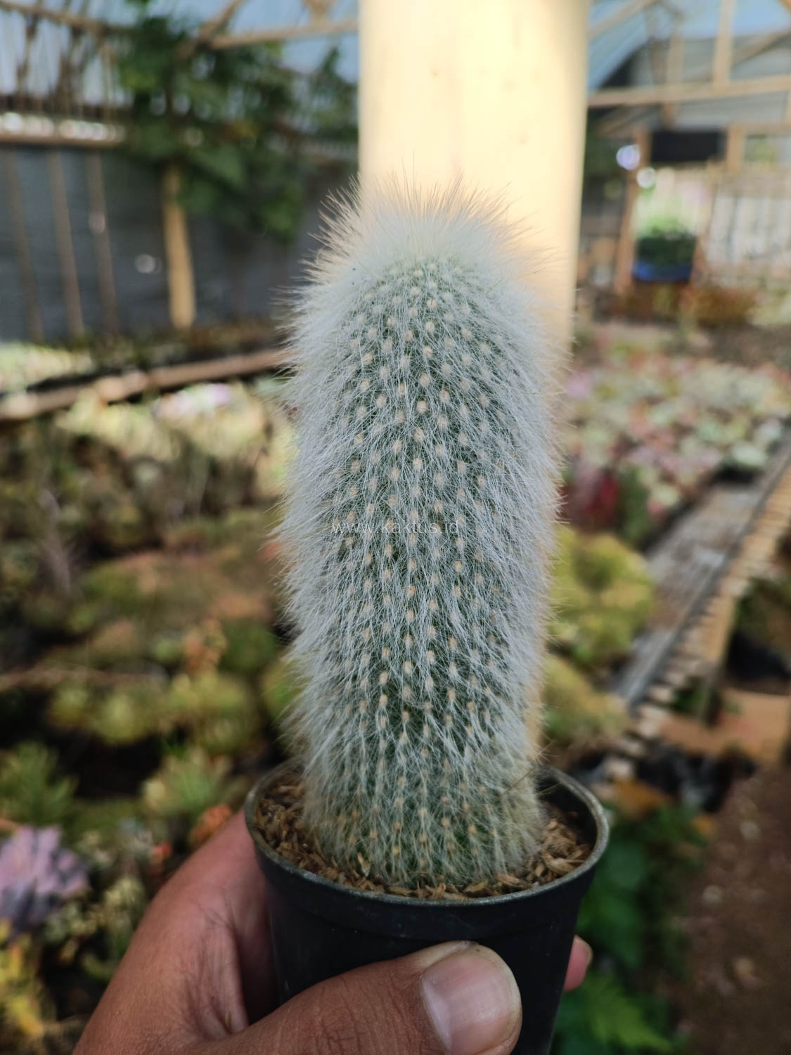 1027. Cephalocereus Senilis 'Old Man Cactus' - Image 3