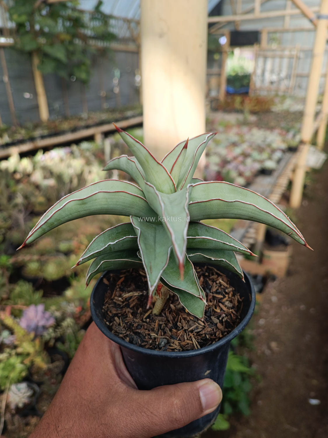 1028. Sansevieria Blue Leaf - Image 3