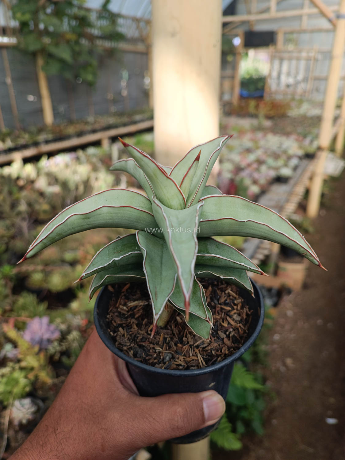 1028. Sansevieria Blue Leaf - Image 11