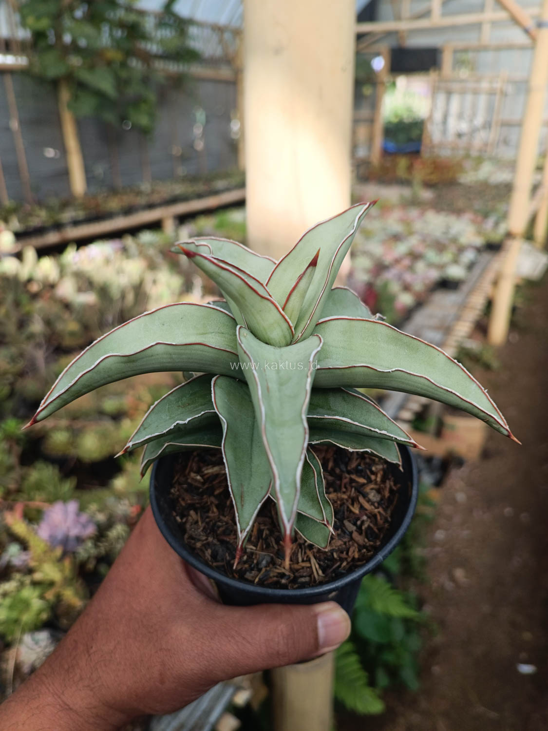 1028. Sansevieria Blue Leaf - Image 17