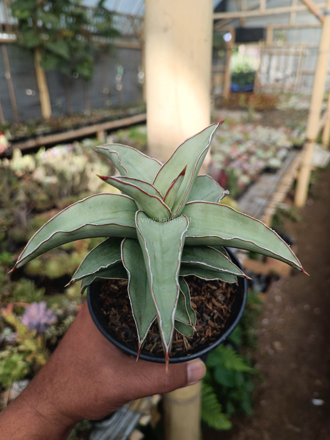 1028. Sansevieria Blue Leaf - Image 18