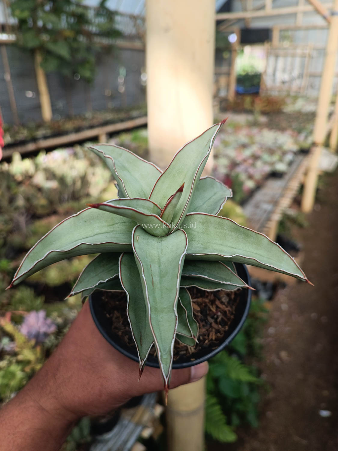 1028. Sansevieria Blue Leaf - Image 19